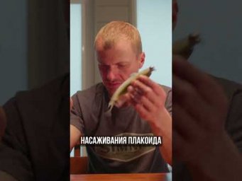ИДЕАЛЬНЫЙ монтаж Frapp Placoid за 15 секунд 