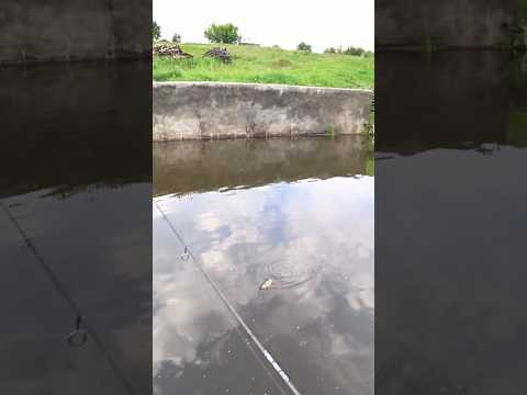 Моя самая необычная рыба пойманная на спиннинг #рыбалка #fishing #спиннинг Моя самая необычная рыба пойманная на спиннинг #рыбалка #fishing #спиннинг