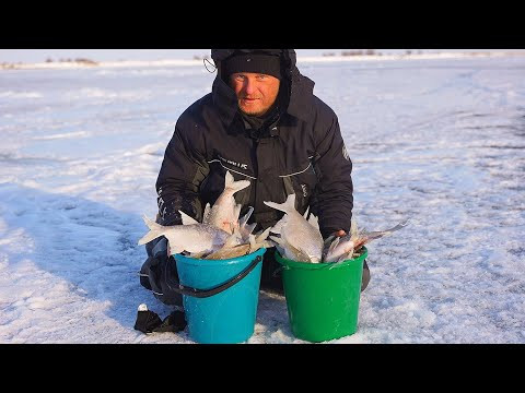 ВОТ ЭТО РЫБАЛКА. ДВА ВЕДРА РЫБЫ ЗА ДВА ЧАСА. ЗИМНЯЯ РЫБАЛКА. БЕШЕНЫЙ КЛЁВ! ВОТ ЭТО РЫБАЛКА. ДВА ВЕДРА РЫБЫ ЗА ДВА ЧАСА. ЗИМНЯЯ РЫБАЛКА. БЕШЕНЫЙ КЛЁВ!