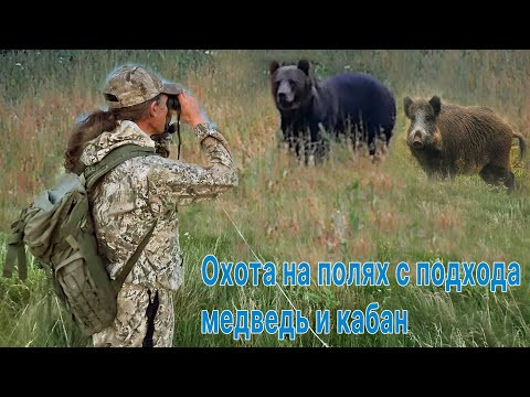 Охота на полях с подхода медведь и кабан