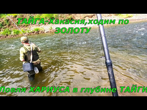 Рыбалка Хариус/Где то далеко в ТАЙГЕ/За всю ЖИЗНЬ на разу так не ловили ХАРИУСА! Рыбалка Хариус/Где то далеко в ТАЙГЕ/За всю ЖИЗНЬ на разу так не ловили ХАРИУСА!