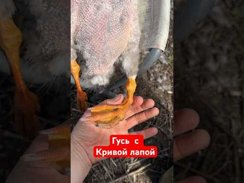 Криволапый гусь 