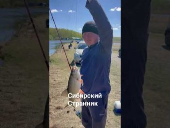 Язь на донку.  #рыбалка #fishing