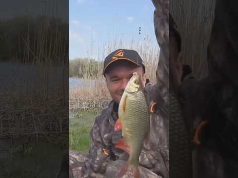 Смотри. Вот такая #fishing #assistancetv #рыбалка #краснопёрка #голавль #рыбалкаудалась #поплавок Смотри. Вот такая #fishing #assistancetv #рыбалка #краснопёрка #голавль #рыбалкаудалась #поплавок
