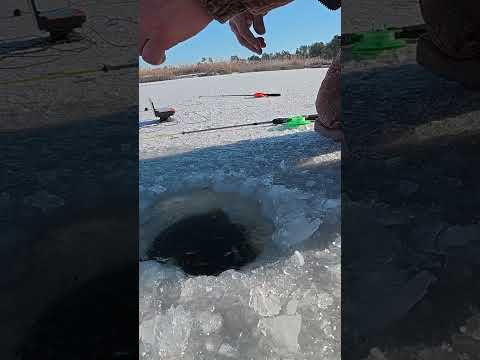 ПРОФІ достав САЗАНА #shorts #рибалка #сазан ПРОФІ достав САЗАНА #shorts #рибалка #сазан