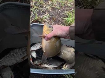 Кабан ЛИН #shorts #рибалка #трофей