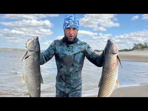 Охота на белого Амура!