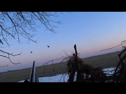 ОТЛИЧНАЯ ОХОТА НА ГУСЯ 2026!!! ПРИ ЖЕСТКОЙ  КОНКУРЕНЦИИ !!!