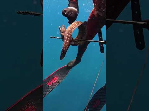 Подводная охота на мурену. Живи как воин, умри как воин ... :-) Подводная охота на мурену. Живи как воин, умри как воин ... :-)