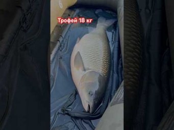 Трофей 18 кг 