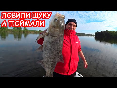 ЩУКА НА БЛЕСНУ И НЕ ТОЛЬКО. РЫБАЛКА НА СПИННИНГ