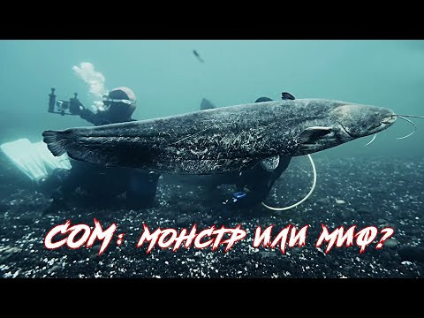 Сом: монстр или миф? Экстремальное погружение в глубины реки