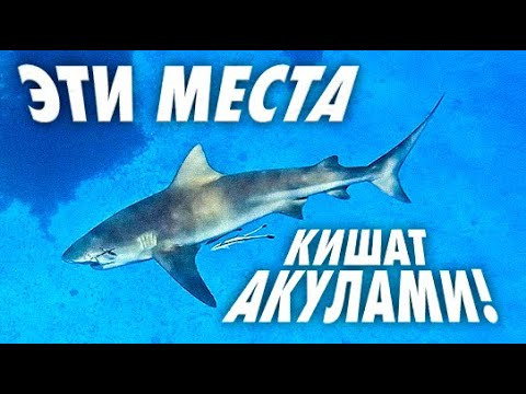 СЛОМАЛИ СПИННИНГ, НО ДОСТАЛИ ОГРОМНУЮ АКУЛУ. РЫБАЛКА В ИНДИЙСКОМ ОКЕАНЕ.СЕЙШЕЛЬСКИЕ ОСТРОВА.
