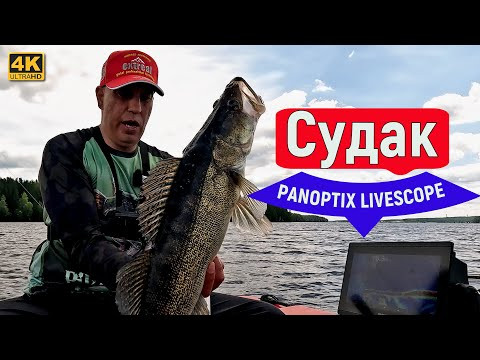 Пелагический судак с PANOPTIX LIVESCOPE. Десногорск 22 июня 2024 Пелагический судак с PANOPTIX LIVESCOPE. Десногорск 22 июня 2024