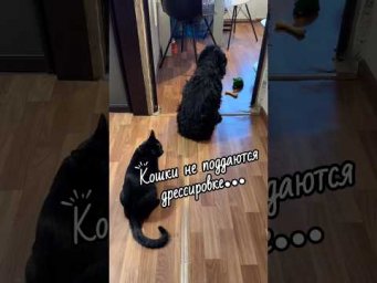 Кошки не поддаются дрессировки! #Кошкасобака  #кошка  #собака  #каккошкасобакой  #герой  #масяня