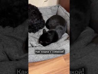 Живем как кошка с собакой!