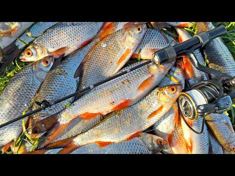 ПЛОТВА НЕ УСТОИТ ПЕРЕД КУРИНОЙ ЛАПКОЙ. МОРМЫШИНГ. Рыбалка на спиннинг в мае