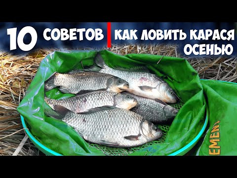 Как ловить КАРАСЯ ОСЕНЬЮ в ноябре. 10 СОВЕТОВ для РЫБАЛКИ на КАРАСЯ ОСЕНЬЮ Как ловить КАРАСЯ ОСЕНЬЮ в ноябре. 10 СОВЕТОВ для РЫБАЛКИ на КАРАСЯ ОСЕНЬЮ