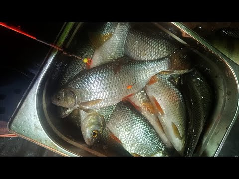 ТРЫНДЕЦ ОГРОМНАЯ ПЛОТВА.
