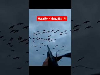 Налёт- бомба!!!   #hunting #охота #охотанагуся #охотавроссии