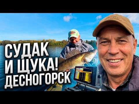 Нашли стаю СУДАКА на эхолоте: будет ли клев? Нашли стаю СУДАКА на эхолоте: будет ли клев?