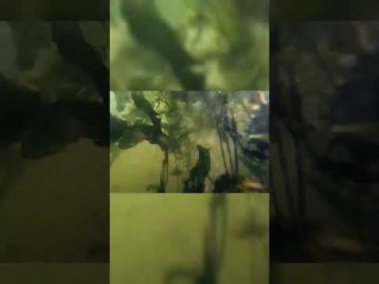 Охота под кувшинками 2ч.