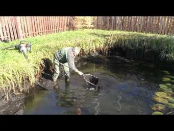 ОГРОМНЫЕ БАЛВАНЫ В ЛЯГУШАТНИКЕ! откачали пруд на даче и офигели
