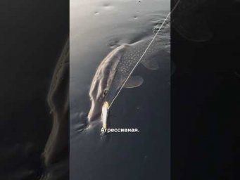 Смена приманки и результат, который не заставил себя долго ждать