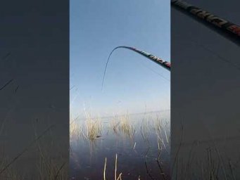 ТОП вудка вирива кабанів на раз #shorts #карась #рибалка