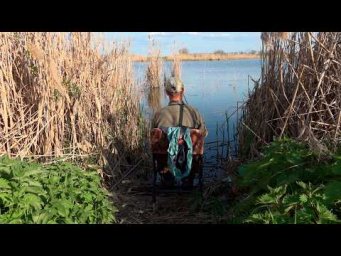 Весь карась в камышах, рыбалка на дикарь с поплавочной удочкой