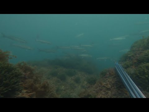 Выждать / Подводная охота в Черном море