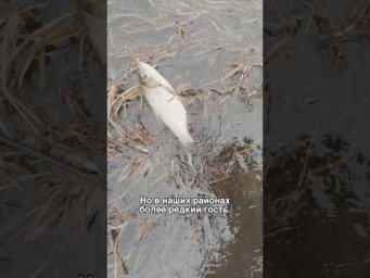 КРУПНЫЙ ЯЗЬ на ZipBaits Rigge 46 