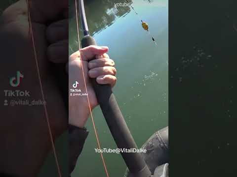 Битва с огромным сомом / big #catfish #fishing #сом #рыбалка #виталийдальке #mastodont #dalkefishing Битва с огромным сомом / big #catfish #fishing #сом #рыбалка #виталийдальке #mastodont #dalkefishing