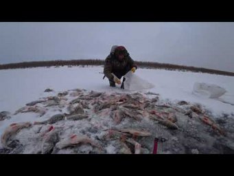 Финал рыбалки на окуня! Якутия Yakutia