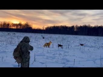 Нашел стаю на 200-и  тетеревов. Добыл лису.