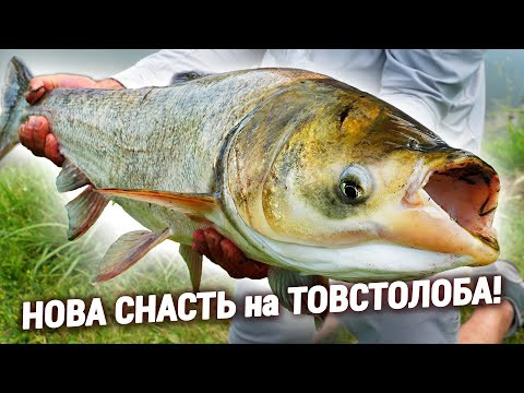 ХИТРА СНАСТЬ НА ТОВСТОЛОБА. КЕКС ПЛАНКТОН