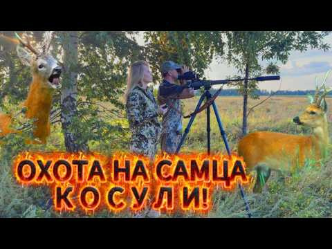 ОХОТА НА САМЦА КОСУЛИ НА ГОНУ с МАНКОМ!