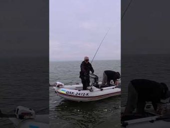 Схема на всі 100 #рибалка #fishing #shorts
