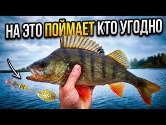 ПОЙМАЕТ ЛЮБОЙ. ЛУЧШИЕ ПРИМАНКИ НА ЛЕТО