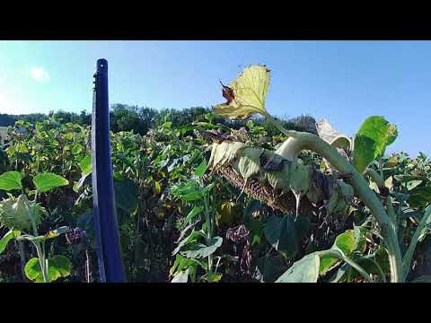 Охота на голубя -попытка реабилитироваться...