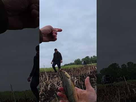 Краснопір на КИВОК #fishing #рибалка #сазан Краснопір на КИВОК #fishing #рибалка #сазан