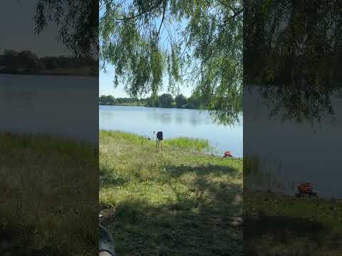Ловля толстолобика