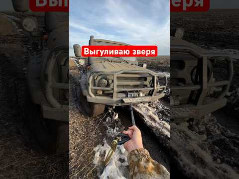 Питомец на прогулке