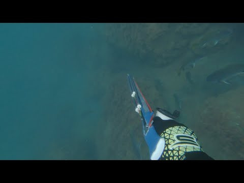 Выбор охотника / Подводная охота Выбор охотника / Подводная охота