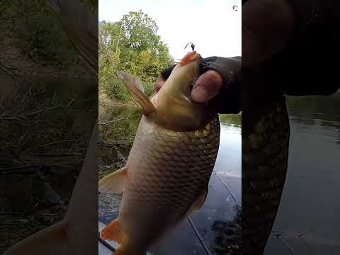 Літаючий САЗАН #shorts #рибалка #сазан Літаючий САЗАН #shorts #рибалка #сазан