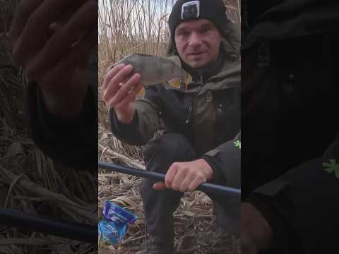 ЗАЧЕМ окуню ПРИКОРМКА #рыбалка #окунь #весенняярыбалка #рыболовныехитрости #assistancetv #поплавок ЗАЧЕМ окуню ПРИКОРМКА #рыбалка #окунь #весенняярыбалка #рыболовныехитрости #assistancetv #поплавок