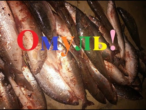Ловим омуля! Якутия Ловим омуля! Якутия
