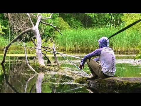 Чорні ТОРФЯНІ КАРАСІ! Ловлю з дерева!