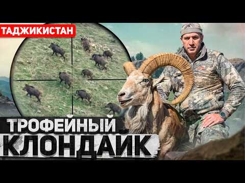 Трофейная охота в Таджикистане 2: Бухарский Уриал (2024) [4K]  + охота на кабана #трофейнаяохота