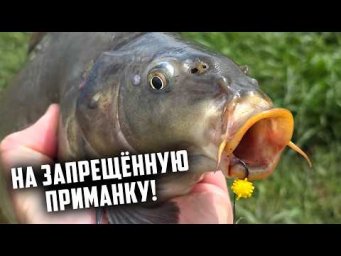 НА ЗАПРЕЩЕННУЮ ПРИМАНКУ! Клюют КАРАСИ как КАРПЫ! Рыбалка на КОРОНОВИРУС и ХЕРАБУНА